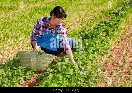 Landwirt, Rapini, Broccoli raab, landwirtschaftliches Feld, Funes, Navarra, Spanien, Europa Stockfoto