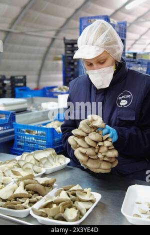 Pleurotus Ostreatus, Austernpilze Anbau, Agrar-und Ernährungswirtschaft, Ayecue frisch, Grupo Riberebro, Autol, La Rioja, Spanien Stockfoto