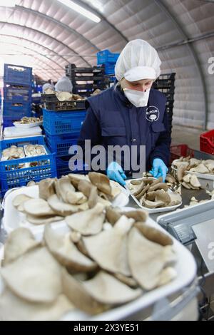 Pleurotus Ostreatus, Austernpilze Anbau, Agrar-und Ernährungswirtschaft, Ayecue frisch, Grupo Riberebro, Autol, La Rioja, Spanien Stockfoto