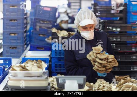 Pleurotus Ostreatus, Austernpilze Anbau, Agrar-und Ernährungswirtschaft, Ayecue frisch, Grupo Riberebro, Autol, La Rioja, Spanien Stockfoto