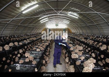 Pleurotus Ostreatus, Austernpilze Anbau, Agrar-und Ernährungswirtschaft, Ayecue frisch, Grupo Riberebro, Autol, La Rioja, Spanien Stockfoto