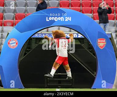 München, Deutschland. April 2024. firo : 17.04.2024, Fußball, Fußball, Champions League, Saison 2023/2024, Viertelfinale, Rückspiel, FC Bayern München - Arsenal London 1:0, Mascot Berni, FC Bayern München, Bayern, FCB, München, Einleger, Allgemein, Feature, Straße nach London, Geste, Credit: dpa/Alamy Live News Stockfoto