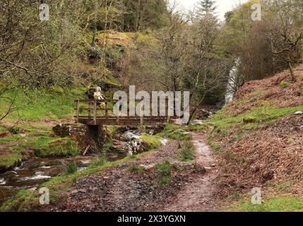 Abercynafon Wasserfälle in den Brecon Beacons, Wales mit einer Holzsteg über den Fluss Stockfoto