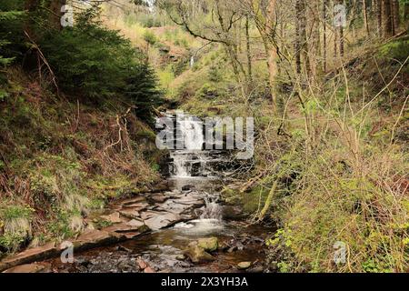 Abercynafon Wasserfälle in den Brecon Beacons, Wales Stockfoto