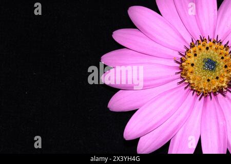 Eine rosa afrikanische Gänseblümchenblume mit Blütenblättern auf schwarzem Hintergrund Stockfoto