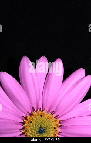 Eine rosa afrikanische Gänseblümchenblume mit Blütenblättern auf schwarzem Hintergrund Stockfoto