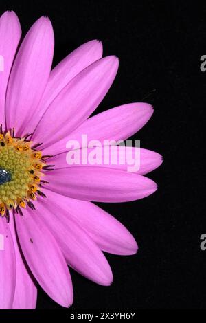 Eine rosa afrikanische Gänseblümchenblume mit Blütenblättern auf schwarzem Hintergrund Stockfoto