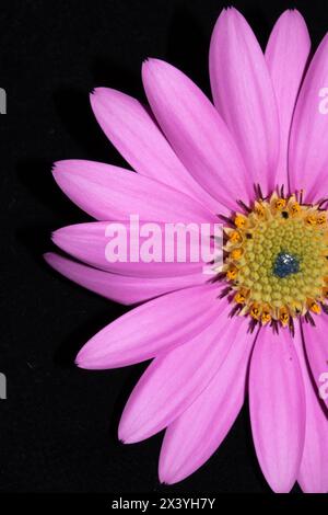 Eine rosa afrikanische Gänseblümchenblume mit Blütenblättern auf schwarzem Hintergrund Stockfoto
