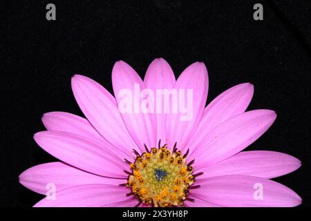 Eine rosa afrikanische Gänseblümchenblume mit Blütenblättern auf schwarzem Hintergrund Stockfoto