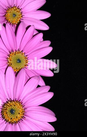 Eine rosa afrikanische Gänseblümchenblume mit Blütenblättern auf schwarzem Hintergrund Stockfoto