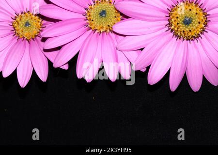 Eine rosa afrikanische Gänseblümchenblume mit Blütenblättern auf schwarzem Hintergrund Stockfoto