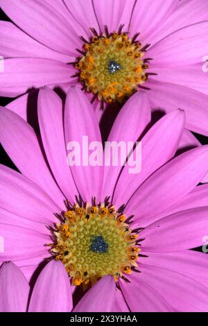 Eine rosa afrikanische Gänseblümchenblume mit Blütenblättern auf schwarzem Hintergrund Stockfoto