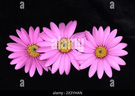 Eine rosa afrikanische Gänseblümchenblume mit Blütenblättern auf schwarzem Hintergrund Stockfoto