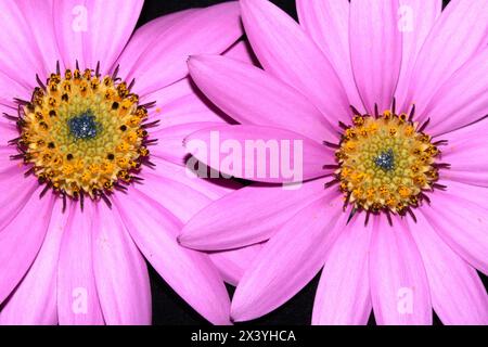 Eine rosa afrikanische Gänseblümchenblume mit Blütenblättern auf schwarzem Hintergrund Stockfoto