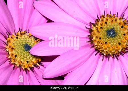 Eine rosa afrikanische Gänseblümchenblume mit Blütenblättern auf schwarzem Hintergrund Stockfoto
