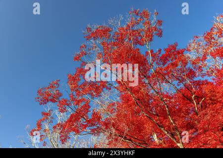 Rote Herbstblätter auf einem Baum mit klarem blauem Himmel in Japan Stockfoto