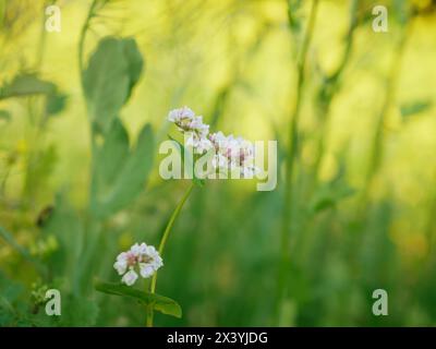 Buchweizen Fagopyrum esculentum Abdeckung Getreide Feld Blüte Pflanzendetails Spitze weiß gewöhnliche grüne landwirtschaftliche Nutzpflanzen Anbau grün rot landwirtschaftliche Dünger Honig Stockfoto