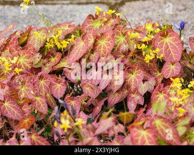 Gebräuntes Frühlingslaub und gelbe Blüten des winterharten Hybriden-Barrenwürs, Epimedium perralchicum 'Frohnleiten' Stockfoto