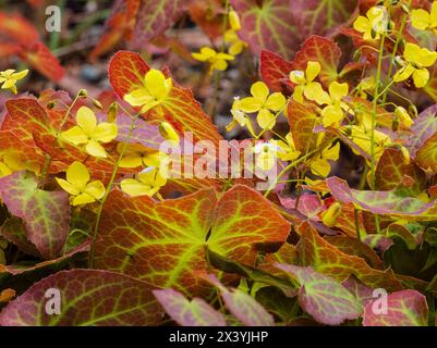 Gebräuntes Frühlingslaub und gelbe Blüten des winterharten Hybriden-Barrenwürs, Epimedium perralchicum 'Frohnleiten' Stockfoto