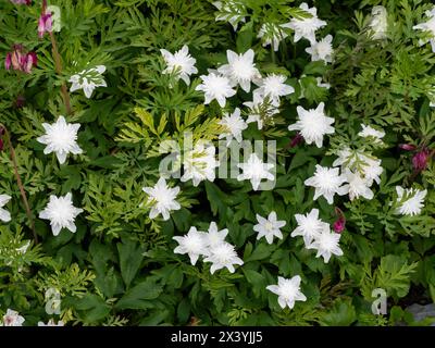 Weiße, doppelt blühende Blüten der Frühjahrsblühenden ephemeren Holzanemone, Anemone nemorosa 'Vestal' Stockfoto