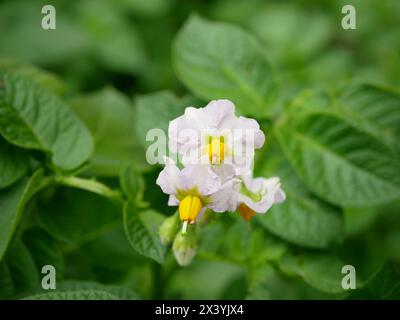 Feld Kartoffelblüten Blüten weiße Blätter Solanum tuberosum blühende Kartoffeln, Blatt grün, Bauernhof bio Bio-Anbau Tapioka, Boden Klimawandel, Land Stockfoto