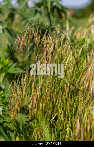 Die Pflanze Bromus sterilis, anysantha sterilis oder unfruchtbarer Brom gehört zur Familie der Poaceae zum Zeitpunkt der Blüte. Wilde Getreidepflanze Bromus steril Stockfoto