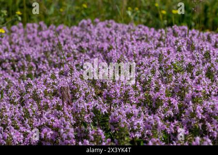 Blühender Duft Thymus serpyllum, Breckland Wildthymian, Kriechthymian oder Elfinthymian Nahaufnahme, Makrofoto. Wunderschönes Essen und Heilpflanze i Stockfoto