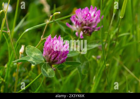 Trifolium pratense, Rotklee. Sammeln Sie wertvolle Blumen im Sommer auf der Wiese. Heilpflanze und Honigpflanze, Futter und in der Volksmedizin Stockfoto