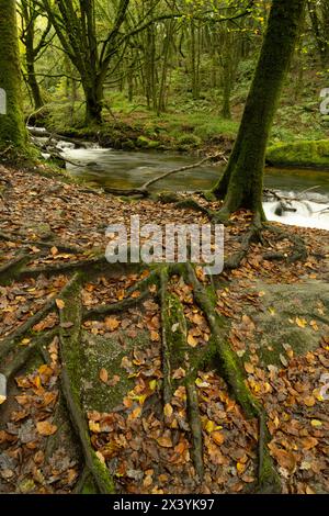 Buche (Fagus sylvatica). Muster der Wurzeln und gefallener Herbstblätter. Golitha Falls, Cornwall, Großbritannien Stockfoto