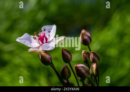 Butomus umbellatus, blühender Rush. Wilde Pflanzen im Sommer Stockfoto