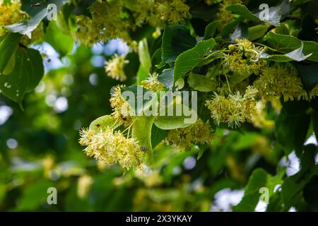 Blühende Tilia cordata-Lindenbäume, blühende Frühlingsblume, kleine Lindenblüte, grüne Blätter im Frühlingstag. Stockfoto