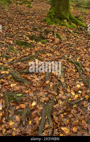 Buche (Fagus sylvatica). Muster der Wurzeln und gefallener Herbstblätter. Golitha Falls, Cornwall, Großbritannien Stockfoto