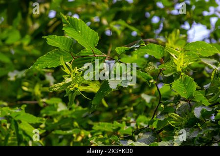 Ast einer Hainbuche Carpinus betulus mit herabhängender Blütenstände und Blättern im Herbst, ausgewählter Fokus, schmale Schärfentiefe, Kopierraum in der Unschärfe Stockfoto