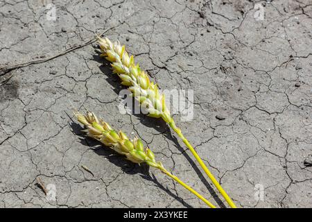 Thema verlorene getrocknete Weizen. Weizenohren liegen auf trockenem, zerrissenem Boden. Trockene Böden und Gerstenohren. Selektiver Fokus, geringe Schärfentiefe. Stockfoto