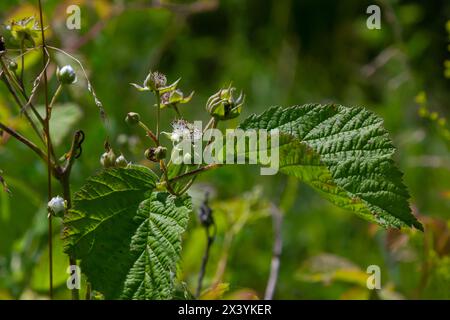 Die Blüte der europäischen Taubeere Rubus caesius im Sommer. Stockfoto