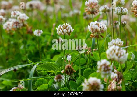 Trifolium repens, weiße Kleeblätter, Staudenpflanze. Stockfoto