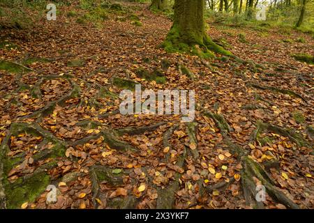 Buche (Fagus sylvatica). Muster der Wurzeln und gefallener Herbstblätter. Golitha Falls, Cornwall, Großbritannien Stockfoto