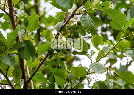 Gesprenkelte Erlen verbreiten ihren Samen durch kegelförmige Strukturen. Stockfoto