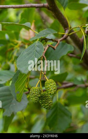 Gesprenkelte Erlen verbreiten ihren Samen durch kegelförmige Strukturen. Stockfoto