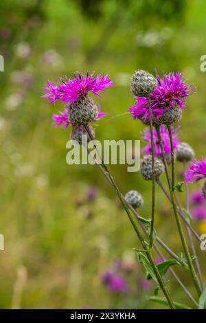 Centaurea scabiosa subsp. Apiculata, Centaurea apiculata, Asteraceae. Wilde Pflanze im Sommer. Stockfoto