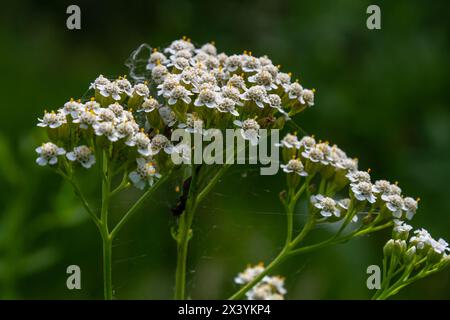 Gemeine Schafgarbe Achillea millefolium weiße Blüten aus der Nähe, floraler Hintergrund grüne Blätter. Heilorganische Naturkräuter, Pflanzenkonzept. Wilder Yarro Stockfoto