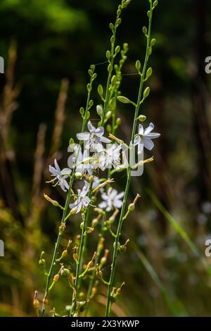 Zerbrechliche weiße und gelbe Blüten von Anthericum ramosum, sternförmig, wachsen auf einer Wiese in wilder Wildnis, verschwommener grüner Hintergrund, warme Farben, helles an Stockfoto