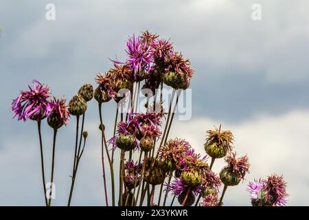 Centaurea scabiosa subsp. Apiculata, Centaurea apiculata, Asteraceae. Wilde Pflanze im Sommer. Stockfoto