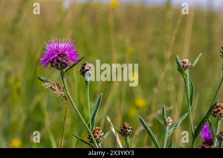 Centaurea scabiosa subsp. Apiculata, Centaurea apiculata, Asteraceae. Wilde Pflanze im Sommer. Stockfoto