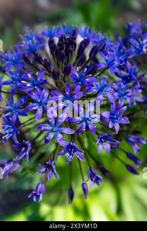 Ein Kopf portugiesischer Schnitzel (Scilla peruviana), seine violetten Blüten mit blauen Herzen in voller Blüte (vertikal) Stockfoto