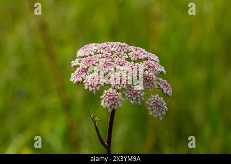 Infloreszenz von Pimpinella saxifraga oder burnet-saxifrage fester Stamm burnet saxifrage kleiner burnet. Stockfoto