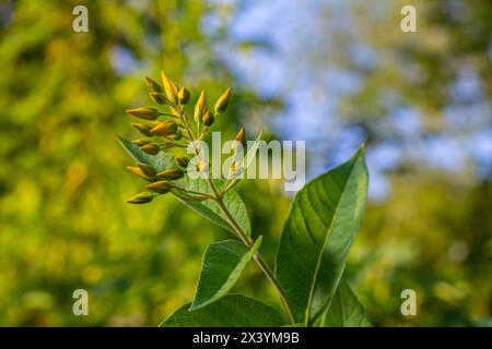 Lysimachia vulgaris Blume, die Garten-Loosestrife, gelbe Loosestrife oder Garten gelbe Loosestrife, blüht im Sommer. Stockfoto