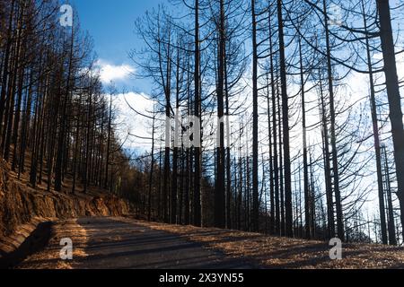 Eine Straße mit einem Wald im Hintergrund. Die Bäume sind schwarz und verbrannt. Der Himmel ist blau und klar Stockfoto