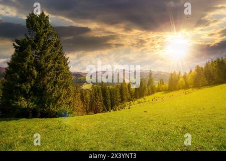 Wald auf dem grasbewachsenen Hügel bei Sonnenuntergang. Wunderschöne Naturlandschaft im Frühling. Schneebedeckte Berge in der Ferne unter Wolken am Himmel am Abend Stockfoto