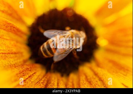 Nahaufnahme und detaillierte Ansicht einer Honigbiene, die eine Sonnenblume bestäubt Stockfoto